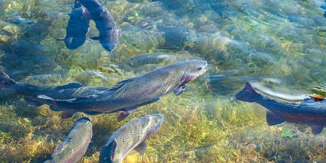 Krebse und Fische zählen zu den am stärksten gefährdeten Tierarten in der Schweiz. (Bild pixabay)