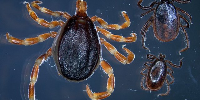 Bis zu dreimal so groß wie ihr europäischer Verwandter, der gemeine Holzbock (Weibchen rechts, Männchen unten) - die tropische Zecke Hyalomma (links). (Bild Uni Hohenheim/Marco Drehmann)
