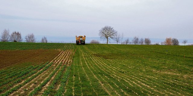 Beim Ausbringen von Gülle entstehen durch den Schleppschlauch Güllemädli – hässlich anzusehen, aber von der Fütterung her kein Problem.