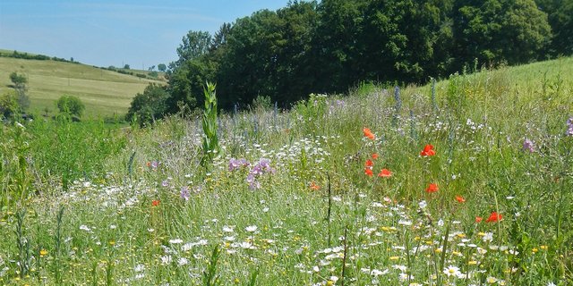 Biodiversitätsförderflächen wie Bundbrachen brauchen zwar Platz und Unterhalt, haben aber auch Vorteile wie stabilere Nützlingspopulationen. (Bild Agrofutura)