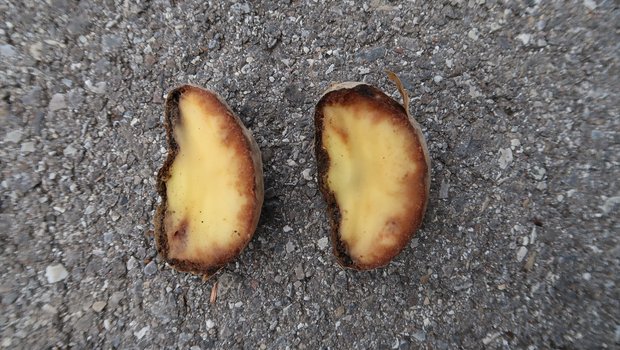 Mit dem Regen gelangen die Sporen von Krautfäule in den Boden und können auch die Knollen befallen. (Bild Jonathan Heyer)