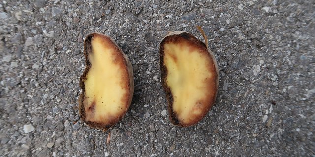 Mit dem Regen gelangen die Sporen von Krautfäule in den Boden und können auch die Knollen befallen. (Bild Jonathan Heyer)