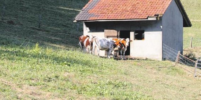 Nicht nur die trockenen Wiesen bereiten Sorgen. Auf tieferen Alpen fällt die Wasserversorgung bisweilen komplett aus. (Bild Kaspar Grünig) 