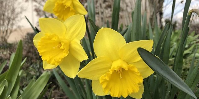 Osterglocken in Hülle und Fülle sieht man bei einer Wanderung auf dem Mont Soleil. (Symbolbild Esther Thalmann)