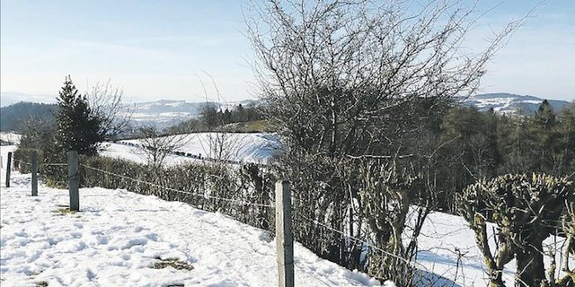 Niederhecke/Lebhag: Hüfthoch schneiden. Langsam wachsende Sträucher wie Stechlaub, Rosen, Weissdorn stehen lassen. (Bild zVg)
