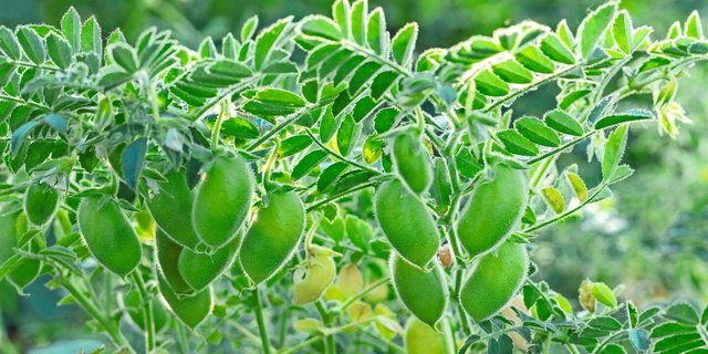 Die Ernährungs-Initiative will die Produktion pflanzlicher Lebensmittel fördern und die inländische Produktion stärken.