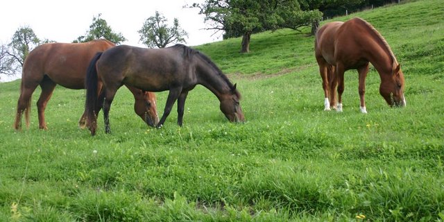 Die Pferde würden durch die Annahme der Agrarinitiativen aus der Landwirtschaft verdrängt.. (Bild BauZ)