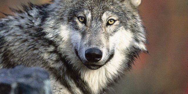 Nach der Abstimmung vom 27. September 2020 ist klar: Der Wolf bleibt in der Schweiz vorerst umfassend geschützt. (Bild Pixabay)