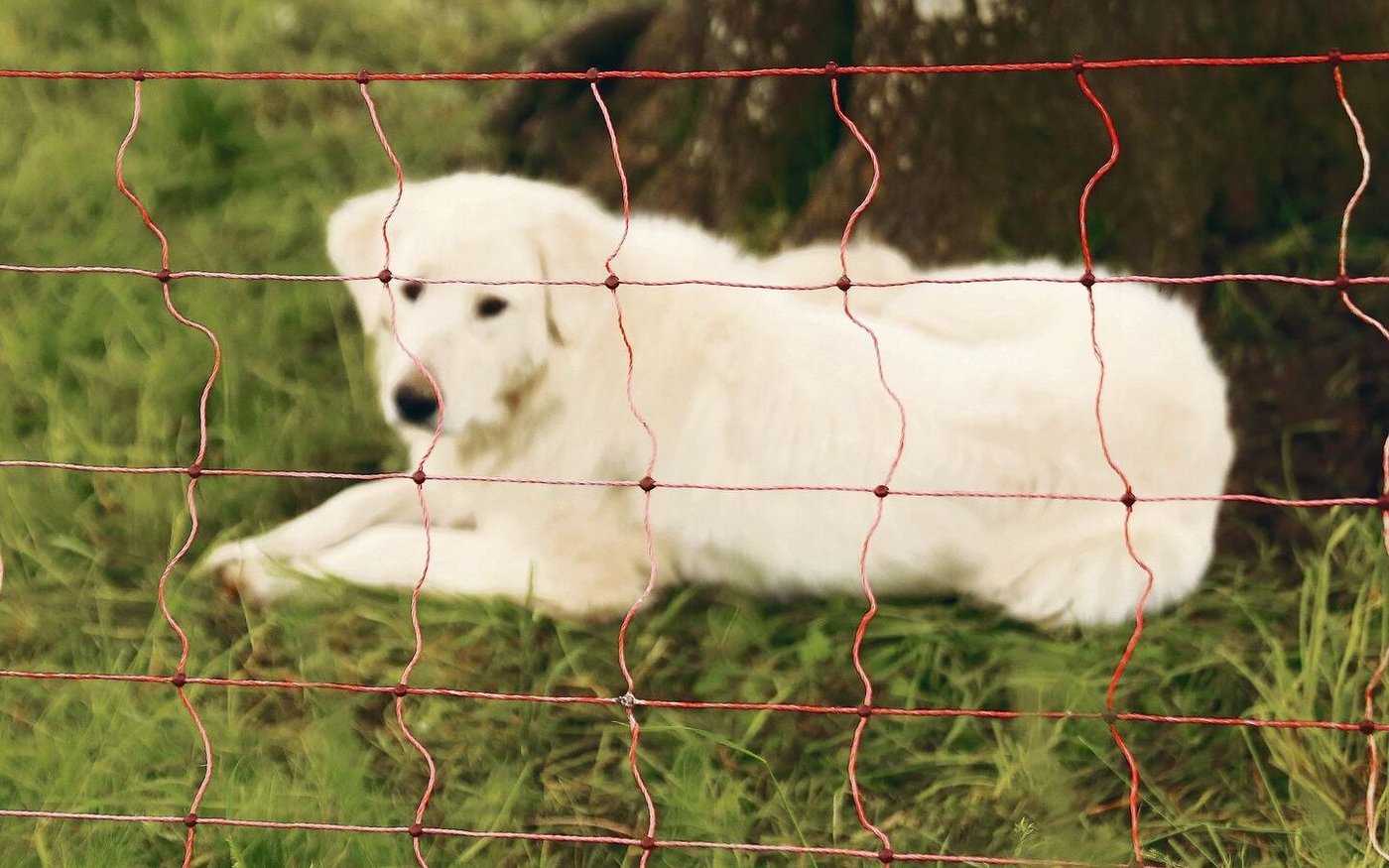 Wie bei den Herdenschutzhunden ist auch bei den Schutzzäunen die Nachfrage hoch, die Fördermittel gingen bereits aus.