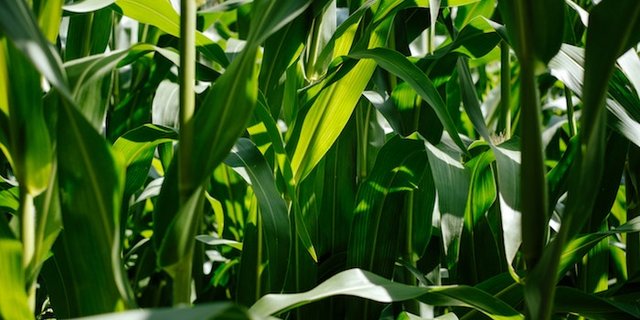 Gentechnische veränderter Mais ist in der EU zum Anbau zugelassen. (Bild Samuel Zeller)
