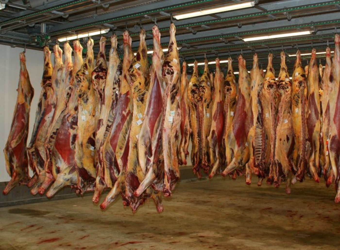 Die Rindermäster sind mit der momentanen Importpraxis unzufrieden. (Bild: Jonas Ingold)