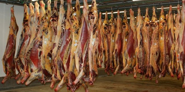 Die Rindermäster sind mit der momentanen Importpraxis unzufrieden. (Bild: Jonas Ingold)