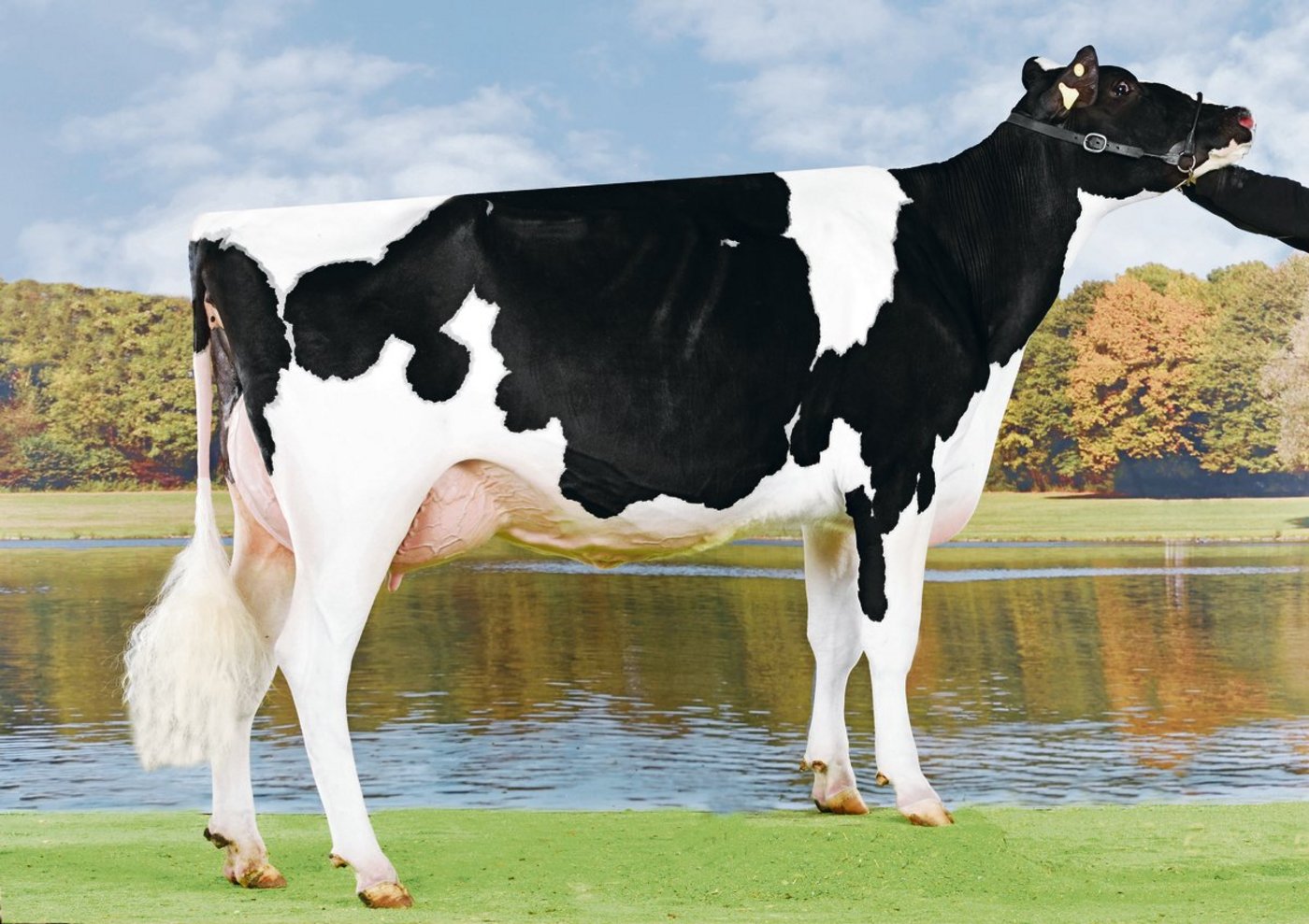 Atwood Beautyful wurde an der Holstein Night in Burgdorf 2017 Junior-Champion. (Bild KeLeKi)