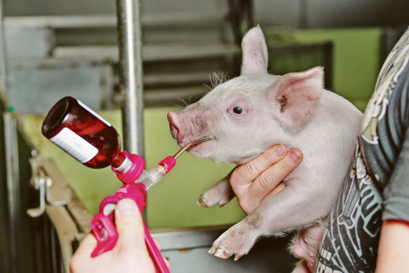 Impfung der Ferkel gegen Lawsonien auf einem Zuchtbetrieb im Bernbiet.(Bild Peter Röthlisberger)