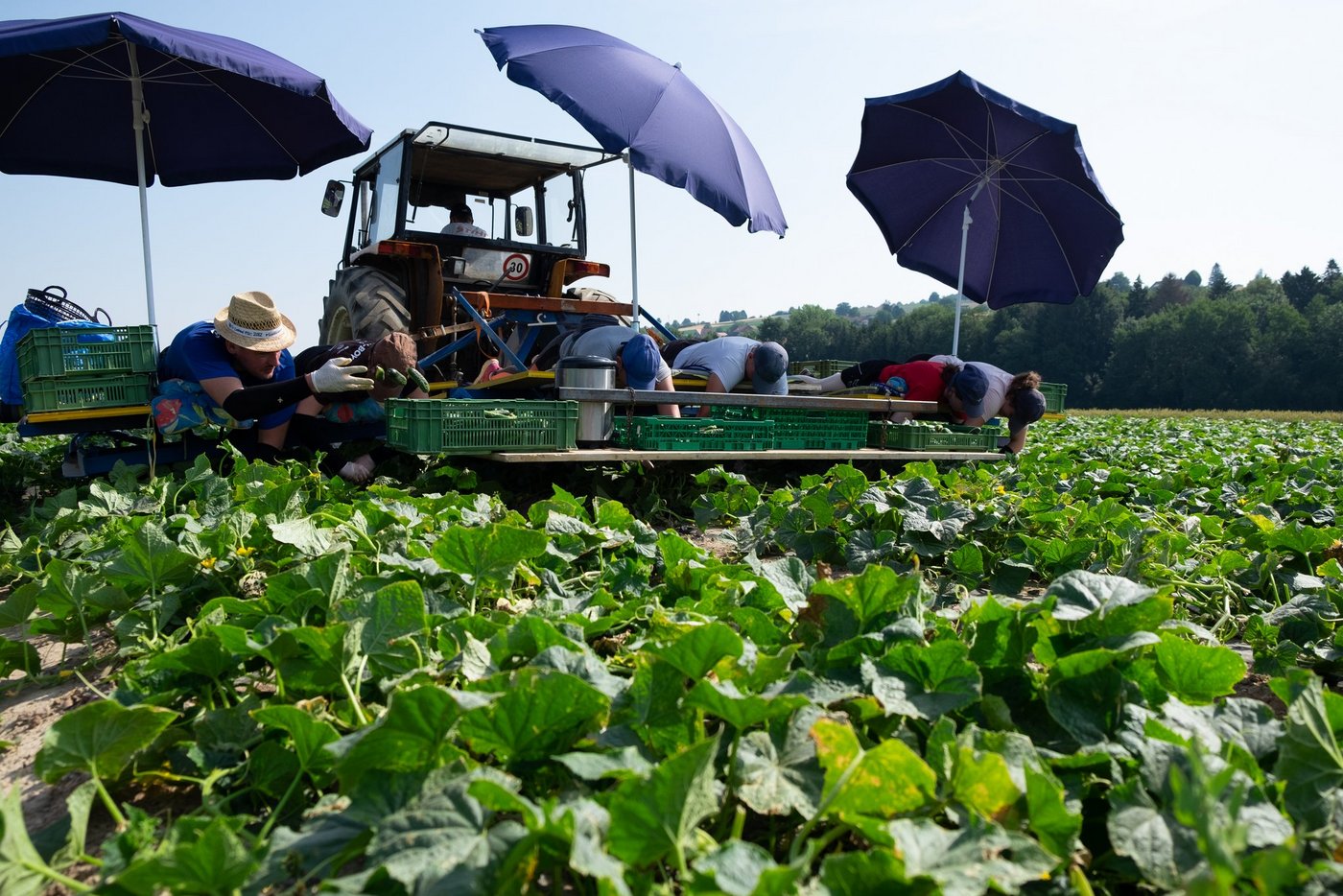 Reitzel sucht Landwirte für die Produktion von Schweizer Cornichons. (Bild Reitzel)