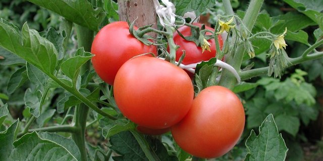 Das Tomatenvirus ToBRFV verbreitet sich sehr schnell. Im Bild eine gesunde Pflanze. (Bild BauZ)