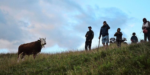 Site-Alp-Muni Alex will natürlich wissen, was da auf seiner Weide vor sich geht. Ob er wohl auch gern mit uns auf den 1. August angestossen hätte? 