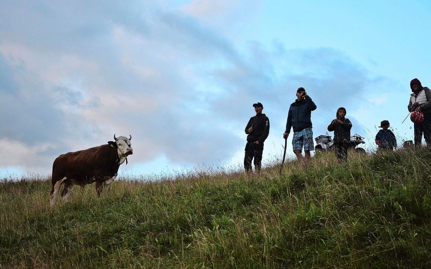 Site-Alp-Muni Alex will natürlich wissen, was da auf seiner Weide vor sich geht. Ob er wohl auch gern mit uns auf den 1. August angestossen hätte? 