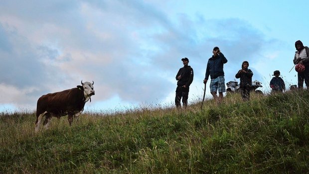 Site-Alp-Muni Alex will natürlich wissen, was da auf seiner Weide vor sich geht. Ob er wohl auch gern mit uns auf den 1. August angestossen hätte? 