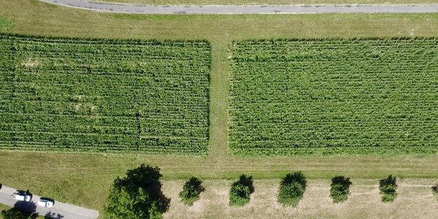 In einem Langzeitversuch wird verglichen, welche Folgen mechanisches Hacken bei Bearbeitung mit und ohne Pflug hat.