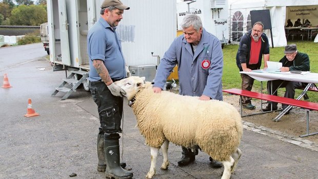 Spitzenzüchter Beat Mader (l.) vom Ferienheim in Büttenhardt lässt eine seiner Texel-Auen von Gerhard Ehrat bewerten.