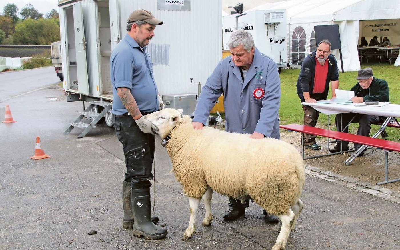 Spitzenzüchter Beat Mader (l.) vom Ferienheim in Büttenhardt lässt eine seiner Texel-Auen von Gerhard Ehrat bewerten.