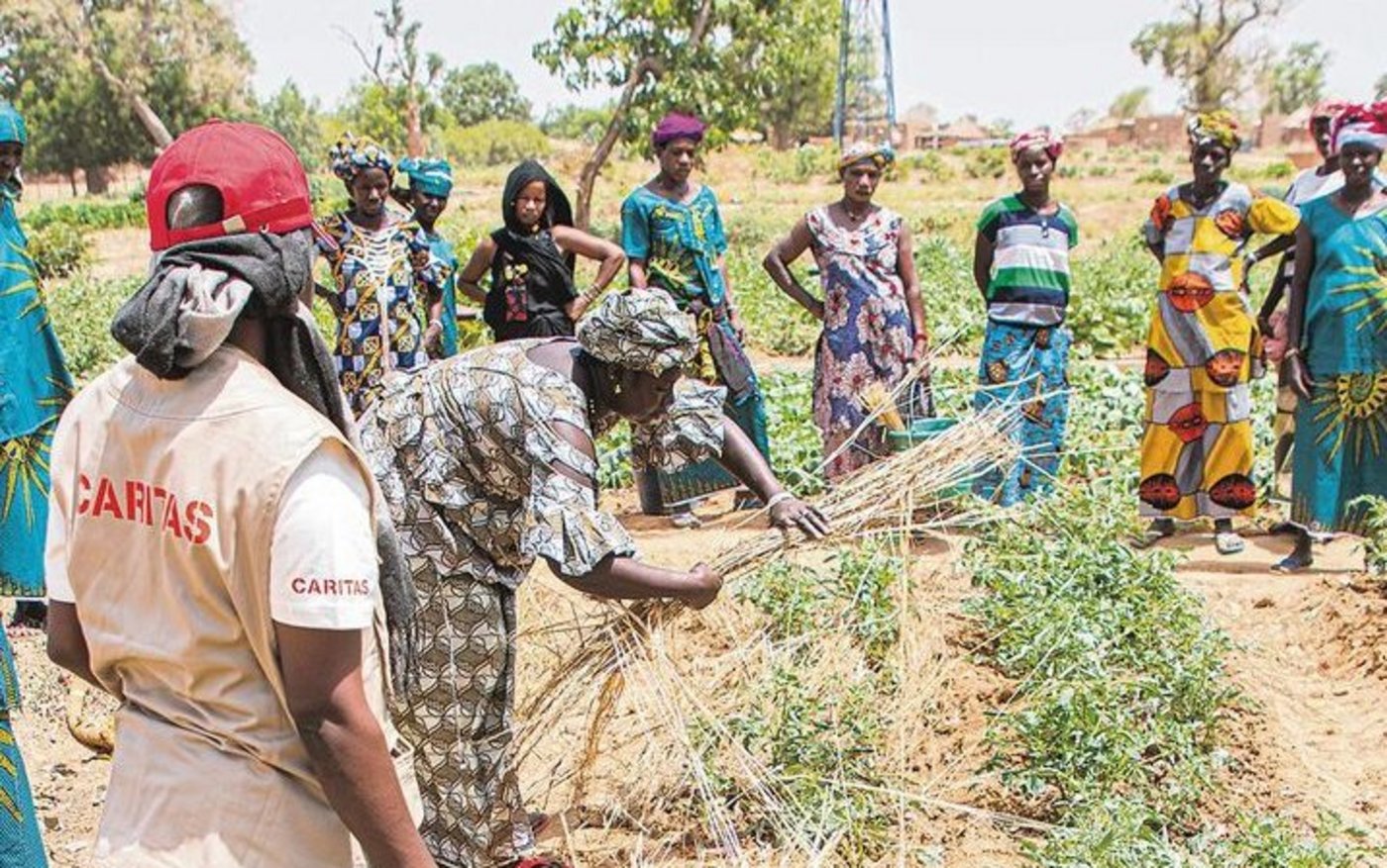 Um der Austrocknung vorzubeugen, legen die Bäuerinnen Stroh zwischen die Reihen. Das haben sie im Projekt gelernt.
