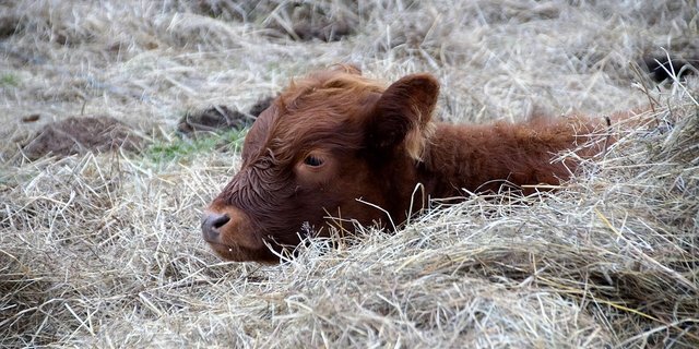 Auch für Kälber werden Namenshitparaden veröffentlicht. (Bild Pixabay)