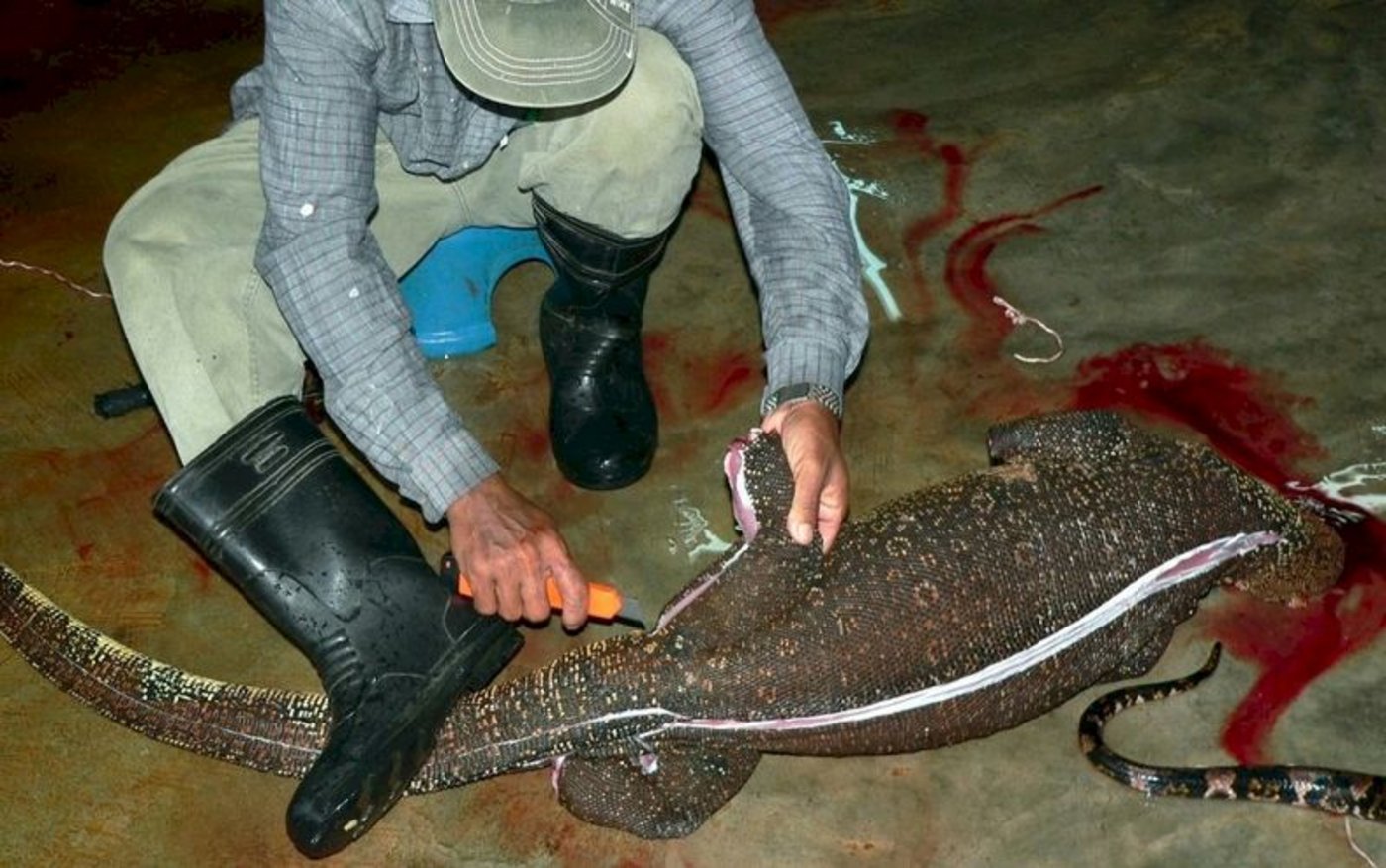 Indonesien ist einer grössten Exotenleder-Produzenten weltweit. (Bild STS)