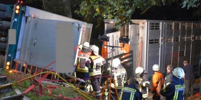 13 Schweine kamen bei dem Unfall ums Leben. (Bild Kreisfeuerwehr Rotenburg)