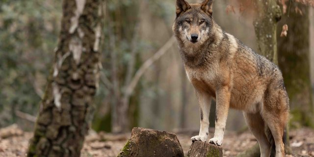 Hinter ihm muss aufgeräumt werden. In Uri gibt es dafür neu eine Wolfsfeuerwehr.  (Bild AB Photography - stock.adobe.com)
