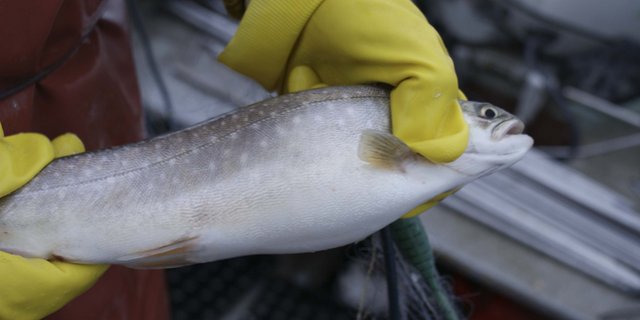 Schweizer verzehrten 2018 zwar weniger, aber teureren Fisch als im Vorjahr. (Bild lid) 