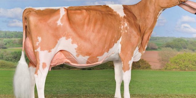 Die RH-Kuh Incas Flavia hat unter anderem dank ihrem Exterieur Schau an Schau gewonnen. Diese Woche ist sie 13-jährig gestorben. (Bild Wolfhard Schulze/FB Gobeli Holstein)