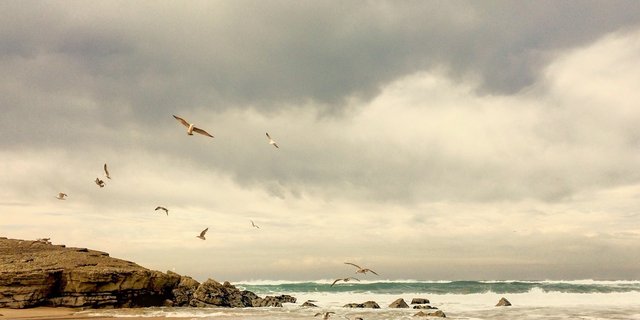 Nach heftigen Regenfällen wurde im australischen Bundesstaat New South Wales eine Kuh an einen Strand gespült. (Symbolbild Pixabay)