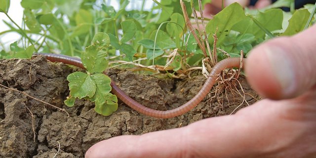 Die Konturen des angepassten Regelwerks werden immer klarer erkennbar. Mit einem Produktionssystembeitrag soll in der neuen Agrarpolitik unter anderem die Humusbildung gefördert werden.(Bild FiBL/Thomas Alföldi)