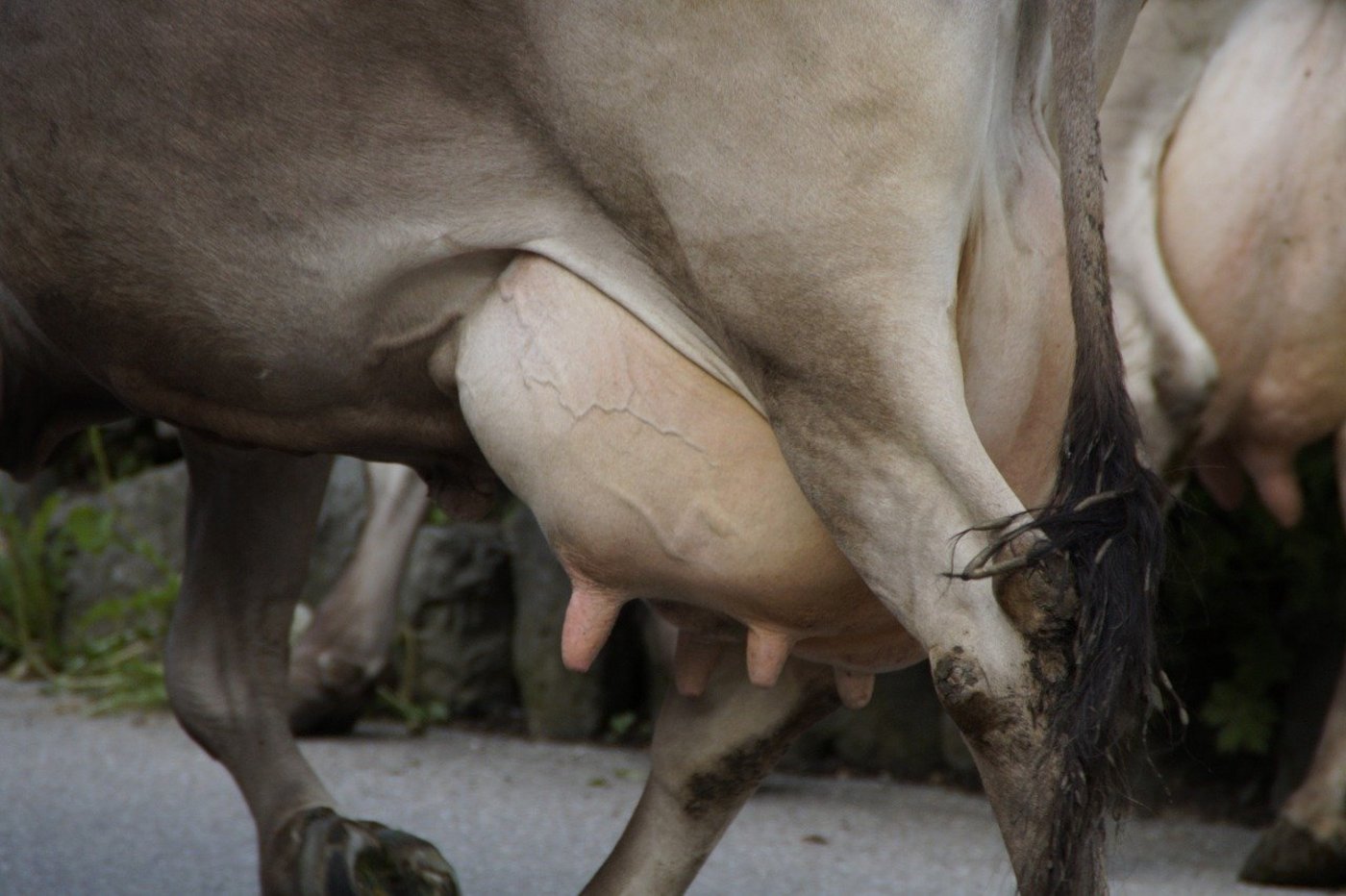 Zwar ist der Erreger-Test ziemlich sicher, aber auch hier kann es Fehler geben. (Bild Efraimstochter/Pixabay)