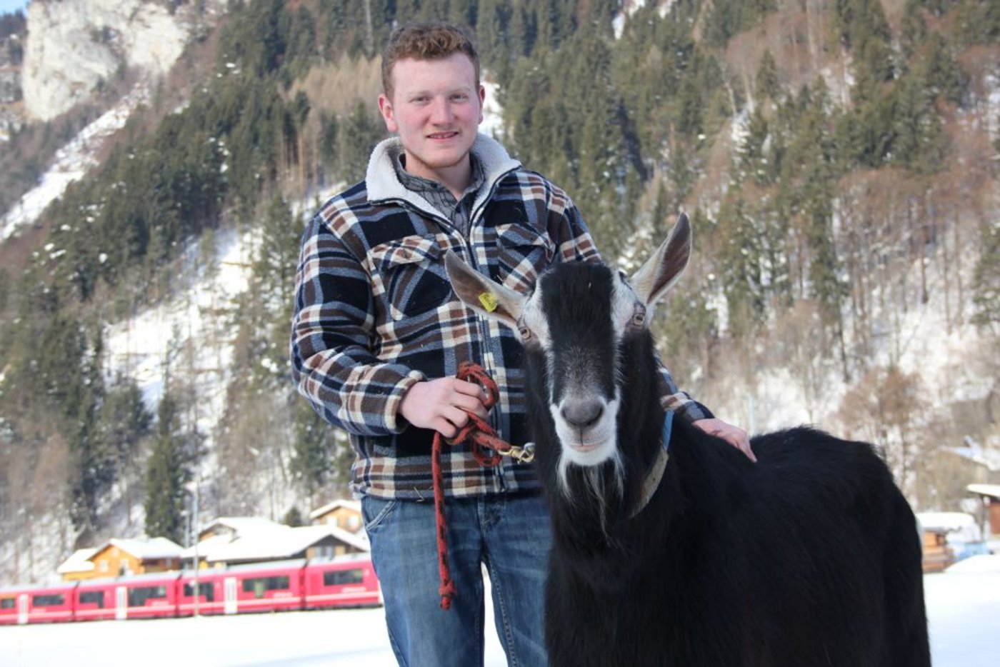 Mit seinem Bündner Strahlenbock Oswaldo posiert Nino Bärtsch gerne für die BauernZeitung – idealerweise ziert die Rhätische Bahn den Hintergrund. (Bild Curdin à Porta / mehr Bilder in der Bildergalerie)