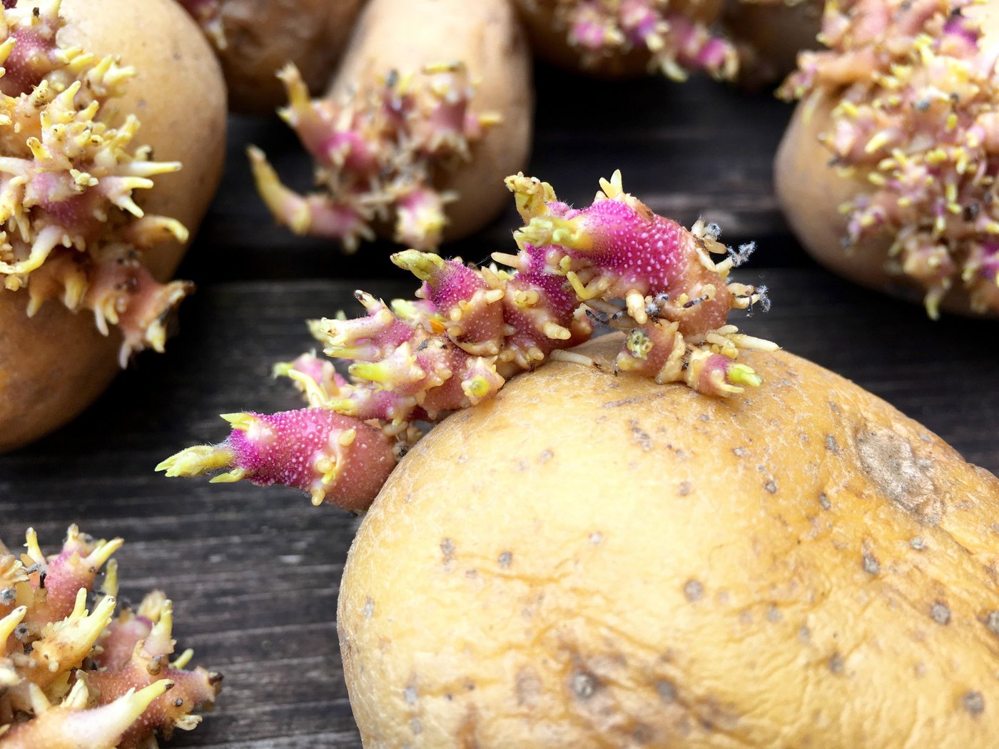 Chlorpropham wird in Lagerhallen eingesetzt, um die Keimung von Veredelungskartoffeln (Pommes Frites und Chips) zu verhindern. Seit dem 8. Juli 2019 ist der Wirkstoff in der EU verboten, weil er ein Risiko für Konsumenten darstelle. In der Schweiz wird nun entschieden, ob ein Verbot auch hierzulande zum Greifen kommt. (Bild Adobe Stock)