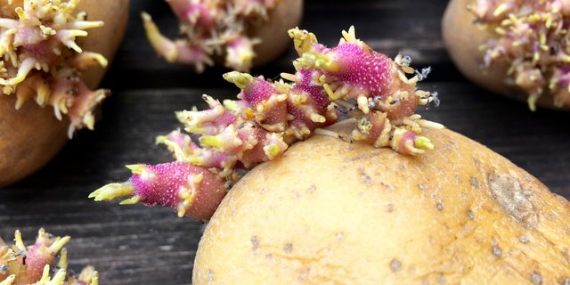 Chlorpropham wird in Lagerhallen eingesetzt, um die Keimung von Veredelungskartoffeln (Pommes Frites und Chips) zu verhindern. Seit dem 8. Juli 2019 ist der Wirkstoff in der EU verboten, weil er ein Risiko für Konsumenten darstelle. In der Schweiz wird nun entschieden, ob ein Verbot auch hierzulande zum Greifen kommt. (Bild Adobe Stock)