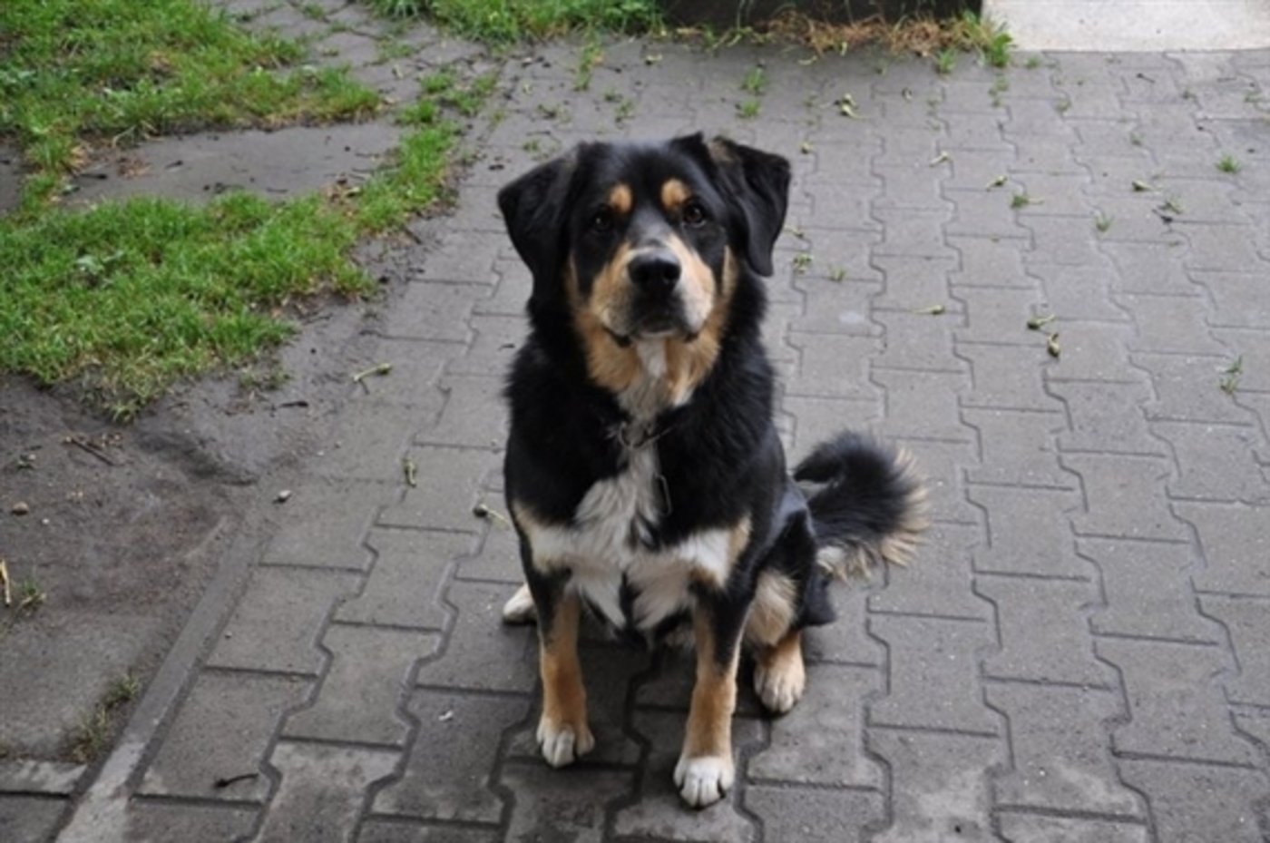 Eine spezielle Hundeschule für Hofhunde boomt: Heute ist es weniger akzeptiert, wenn ein Hofhund sein Territorium verteidigt. (Bild: jw)