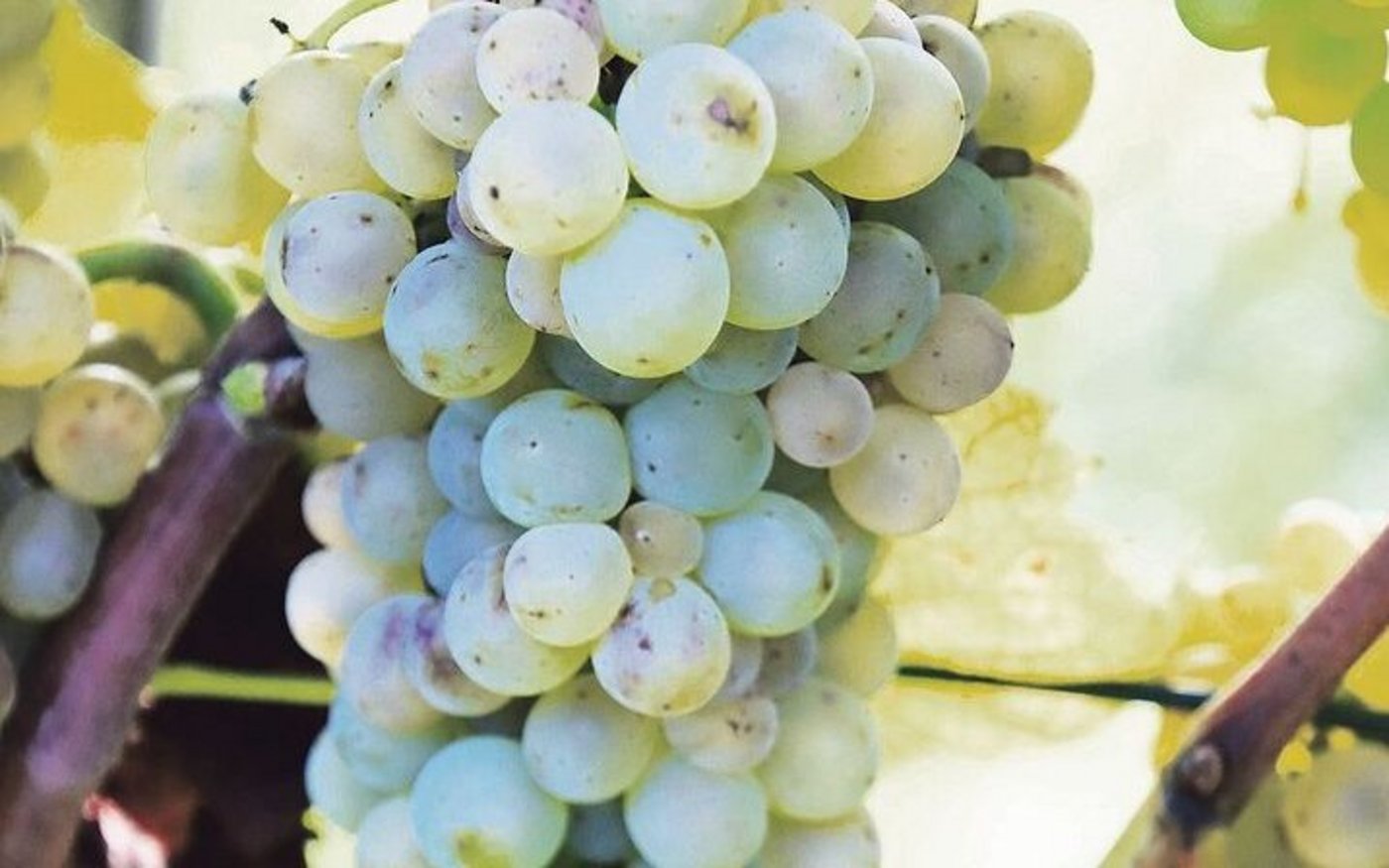 Der Anbau robuster Rebsorten wie hier Solaris soll finanziell unterstützt werden. 