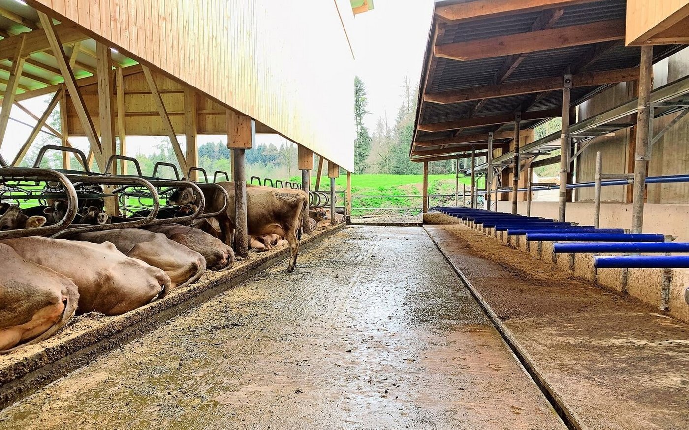 Weniger verschmutzte Laufflächen, auch dank erhöhten Fressständen und einer Harnsammelrinne (r.), helfen mit, im Musterstall von Familie Zimmermann in Merlischachen SZ die Ammoniakemissionen zu reduzieren. 