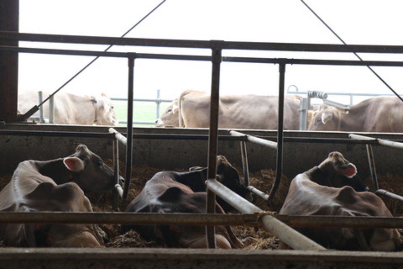 Schweizer Kühe haben es im Vergleich zu Kolleginnen in anderen Ländern schön, sehr schön sogar. (Bild Ruth Aerni)