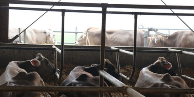 Schweizer Kühe haben es im Vergleich zu Kolleginnen in anderen Ländern schön, sehr schön sogar. (Bild Ruth Aerni)