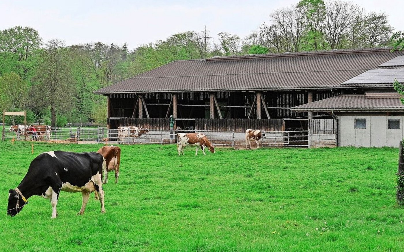 2009 wurde in einen Laufstall investiert. Die Entscheidung «aufhören oder neu bauen» fiel zugunsten der Milchkühe aus.