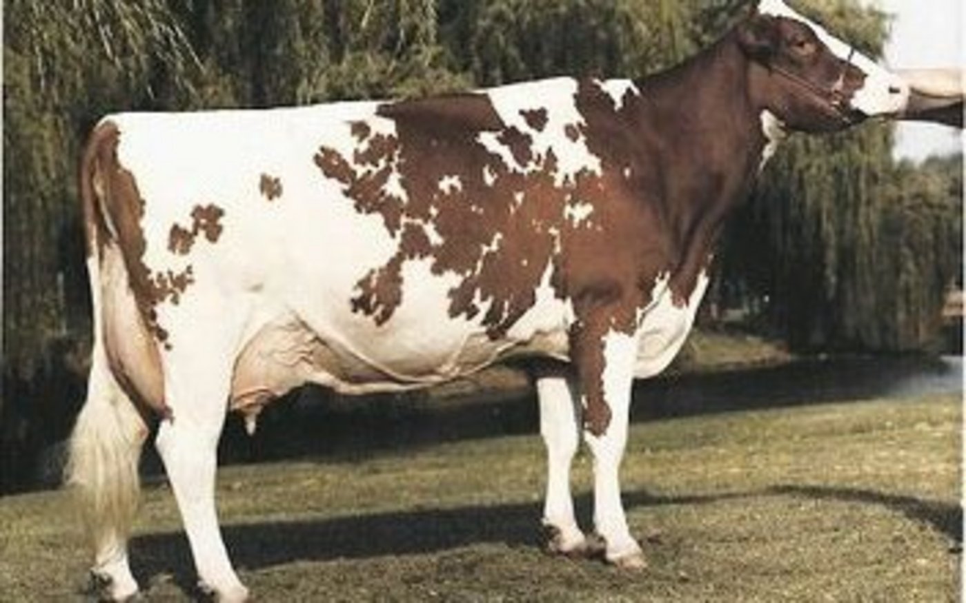 Freeland Ned Marquis Race. Sie wurde 1996 und 1997 Grand Champion der RH-Schau an der World Dairy Expo. 