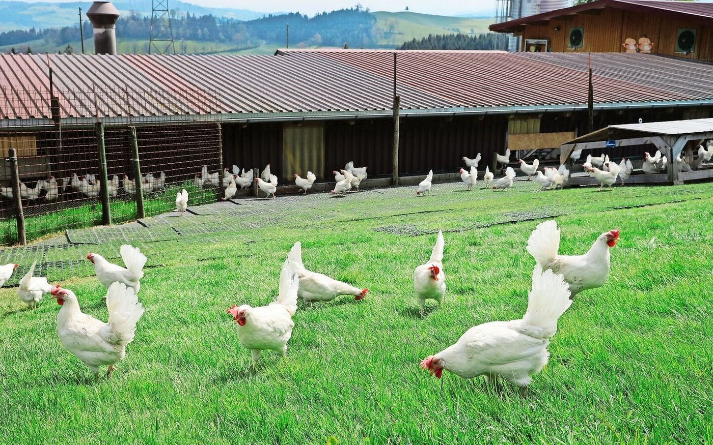 Die weissen Legehennen halten Stadelmanns nach BTS- und RAUS-Vorschriften. Ein Teil der Eier wird für die betriebseigene Teigwarenherstellung verwendet. 