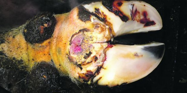 Akutes Stadium von Mortellaro mit einem «blühenden» Geschwür. Die Behandlung erfolgt mit einer salicylsäurehaltigen Salbe oder mit einem Polyurethanpflaster. (Bild Andrea Fiedler)