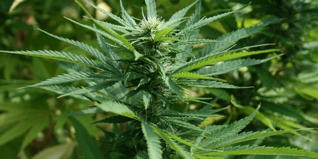 In Polen bleiben die Bauern bei medizinischem Cannabis außen vor. (Bild Pixabay)