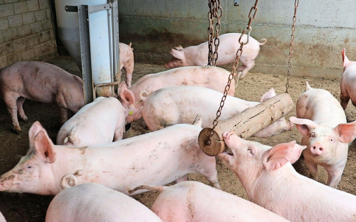 Am besten wird das Beschäftigungsmaterial in der Mitte der Bucht und nicht an der Wand aufgehängt. 